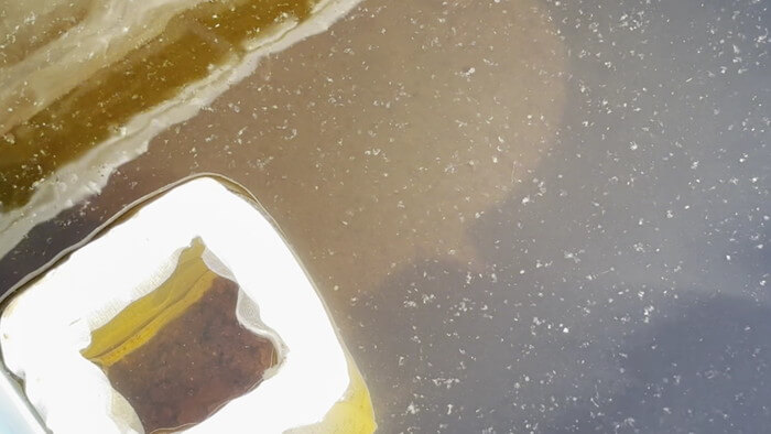 めだか屋 おじゴリMEDAKA(おじゴリめだか) 栃木県