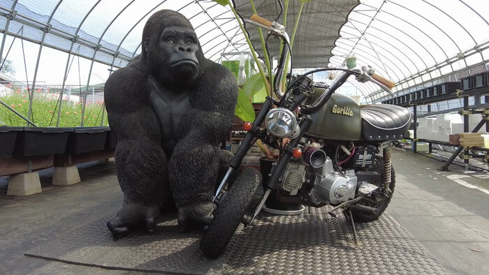 めだか屋 おじゴリMEDAKA(おじゴリめだか) 栃木県