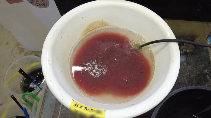 セカンドアクア 一之江