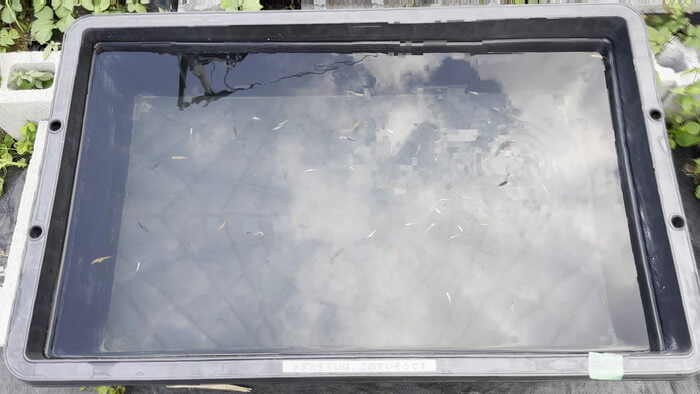 そらメダカ 千葉県市川市北国分