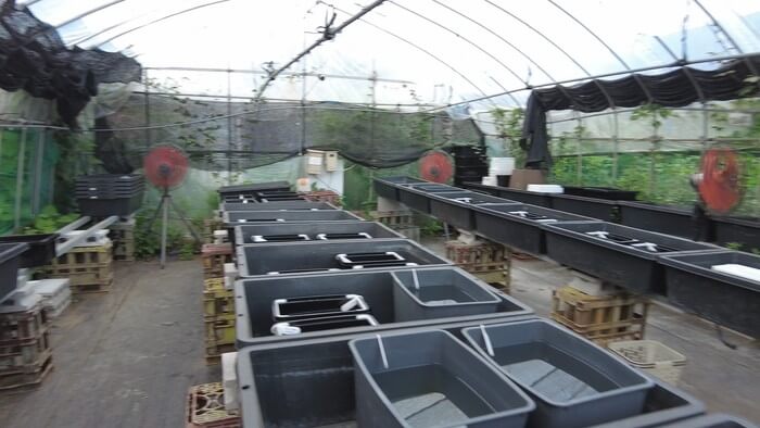 そらメダカ 千葉県市川市北国分