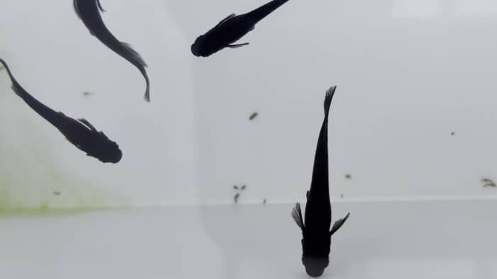 そらメダカ 千葉県市川市北国分