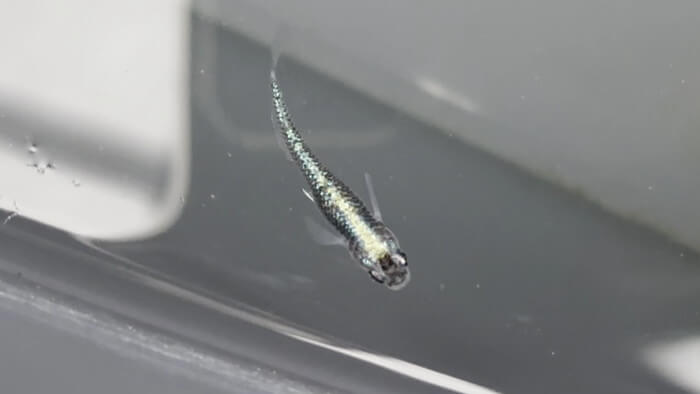 そらメダカ 千葉県市川市北国分