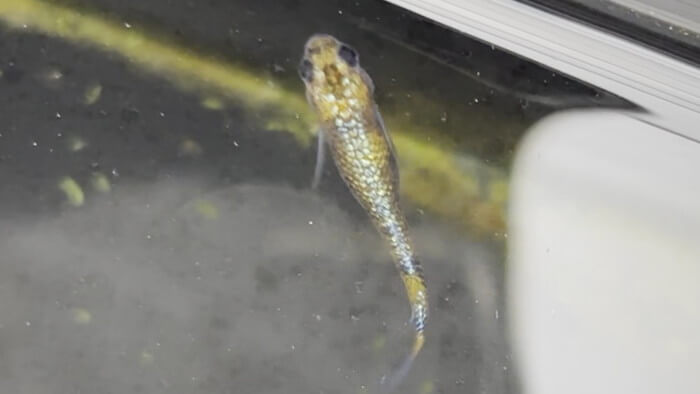 そらメダカ 千葉県市川市北国分