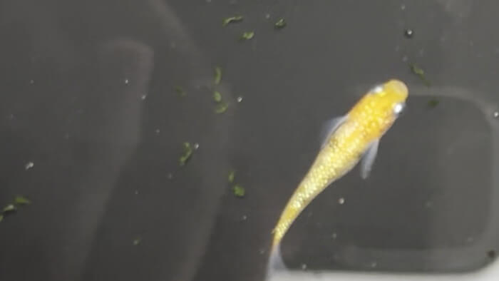 そらメダカ 千葉県市川市北国分