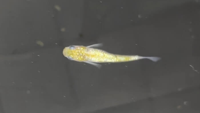 そらメダカ 千葉県市川市北国分