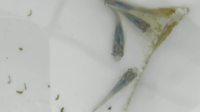 そらメダカ 千葉県市川市北国分