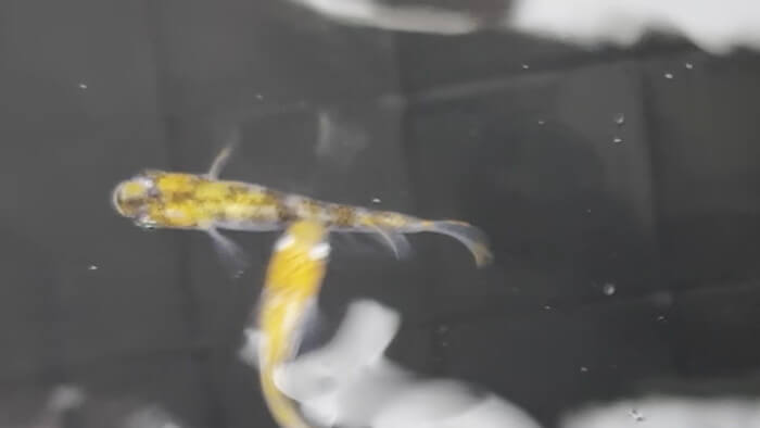 そらメダカ 千葉県市川市北国分