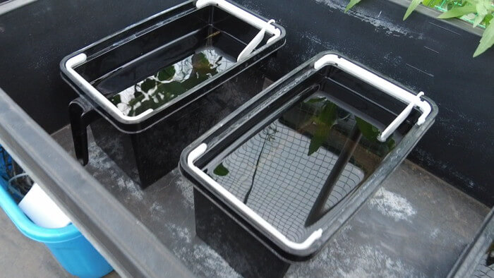 そらメダカ 千葉県市川市北国分