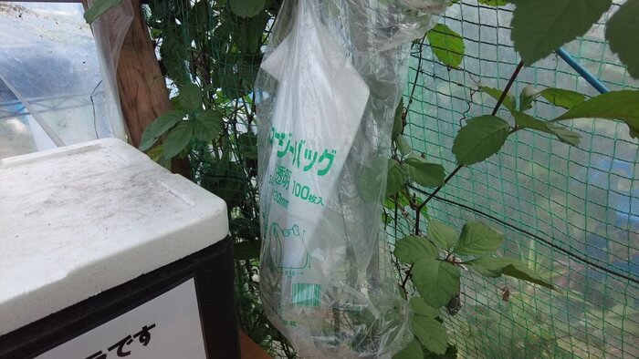 そらメダカ 千葉県市川市北国分