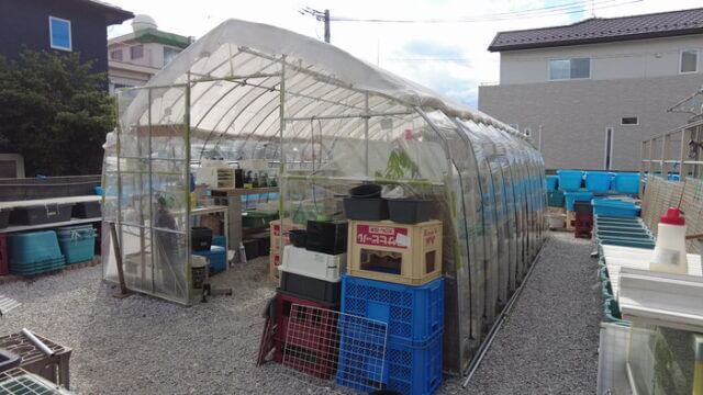 ちょうちんメダカ(提灯めだか) 埼玉県川越市小堤