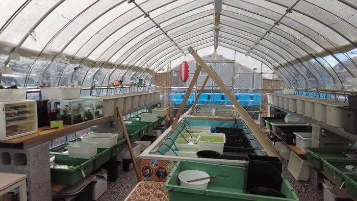 ちょうちんメダカ(提灯めだか) 埼玉県川越市小堤