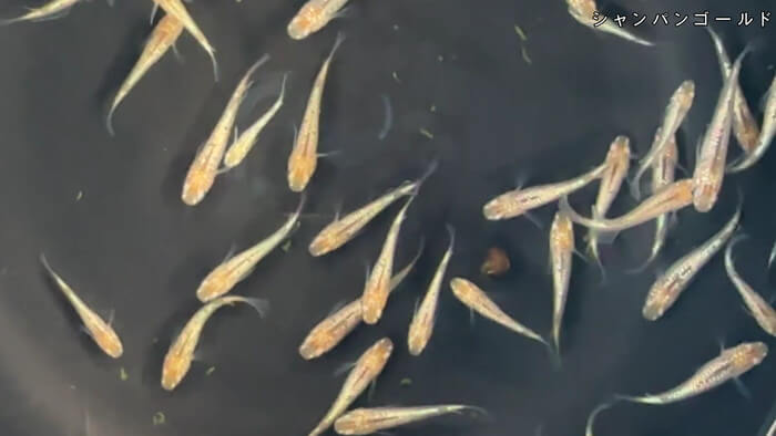 ちょうちんメダカ(提灯めだか) 埼玉県川越市小堤