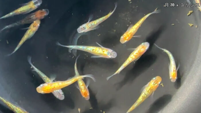 ちょうちんメダカ(提灯めだか) 埼玉県川越市小堤