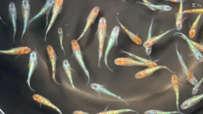 ちょうちんメダカ(提灯めだか) 埼玉県川越市小堤