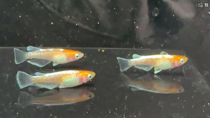 ちょうちんメダカ(提灯めだか) 埼玉県川越市小堤