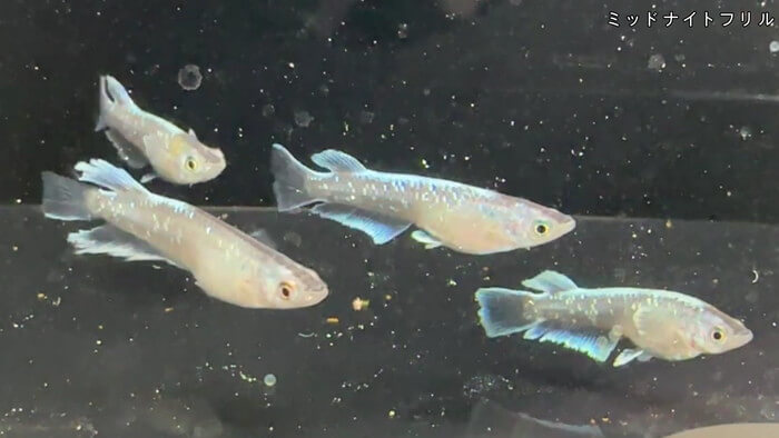 ちょうちんメダカ(提灯めだか) 埼玉県川越市小堤