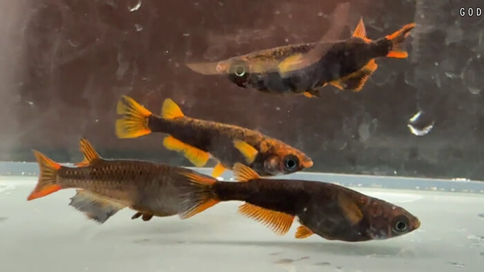 ちょうちんメダカ(提灯めだか) 埼玉県川越市小堤