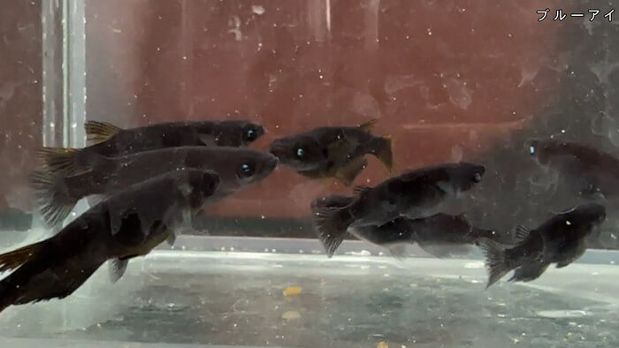 ちょうちんメダカ(提灯めだか) 埼玉県川越市小堤