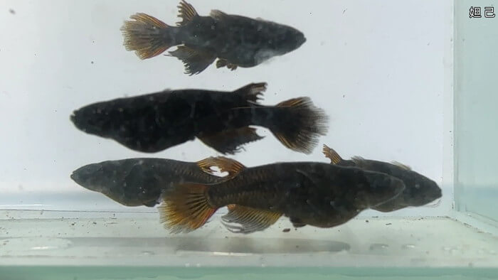 ちょうちんメダカ(提灯めだか) 埼玉県川越市小堤