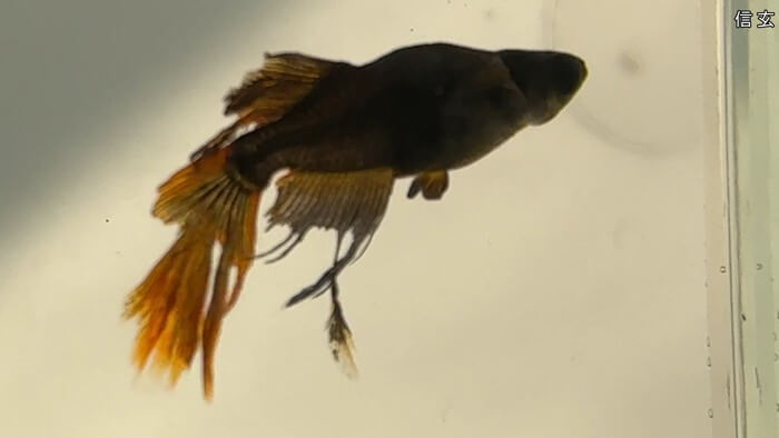 ちょうちんメダカ(提灯めだか) 埼玉県川越市小堤