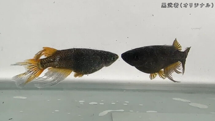 ちょうちんメダカ(提灯めだか) 埼玉県川越市小堤