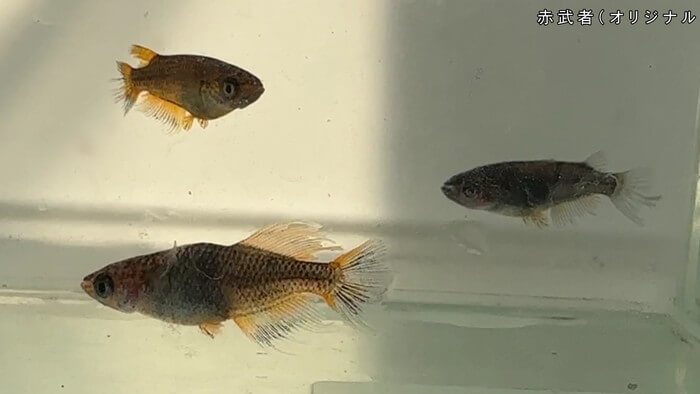 ちょうちんメダカ(提灯めだか) 埼玉県川越市小堤