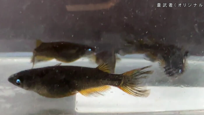 ちょうちんメダカ(提灯めだか) 埼玉県川越市小堤