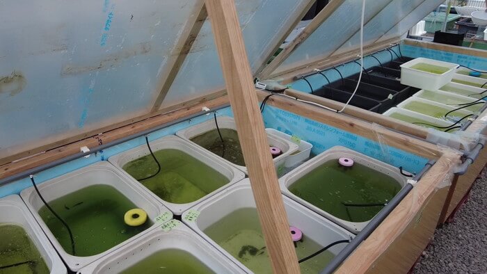 ちょうちんメダカ(提灯めだか) 埼玉県川越市小堤