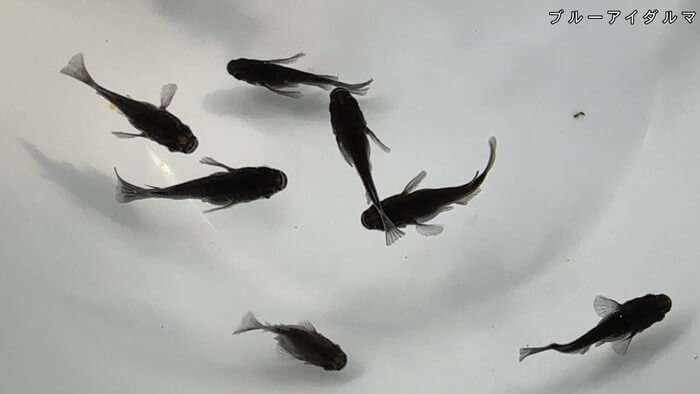 ちょうちんメダカ(提灯めだか) 埼玉県川越市小堤