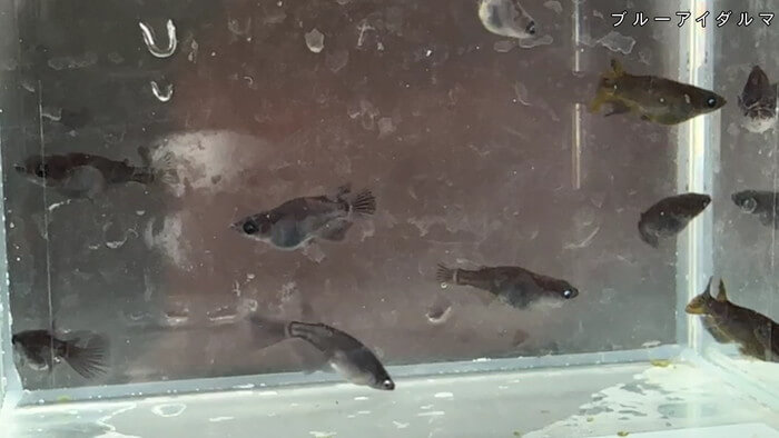 ちょうちんメダカ(提灯めだか) 埼玉県川越市小堤