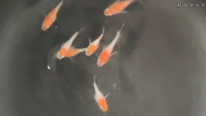 ちょうちんメダカ(提灯めだか) 埼玉県川越市小堤