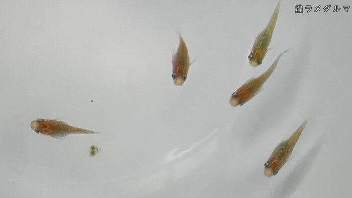 ちょうちんメダカ(提灯めだか) 埼玉県川越市小堤