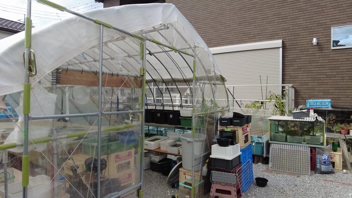 ちょうちんメダカ(提灯めだか) 埼玉県川越市小堤