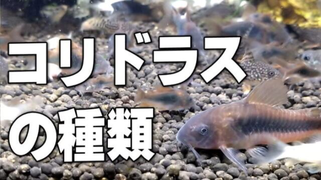 コリドラスの種類