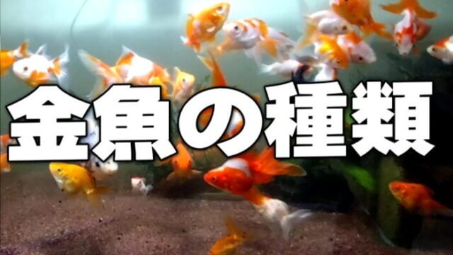 金魚・錦鯉の種類