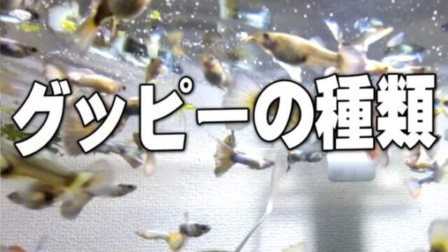 グッピーの種類