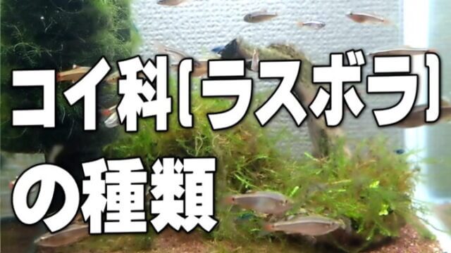 コイ科(ラスボラ)の種類