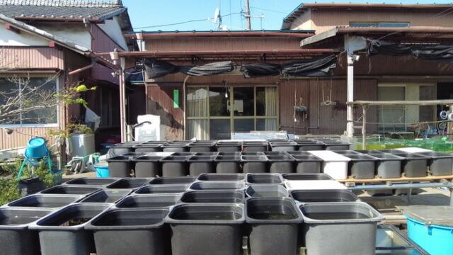 昇龍メダカ 埼玉県比企郡川島町井草