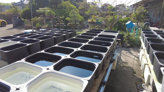 昇龍メダカ 埼玉県比企郡川島町井草