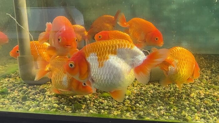 昇龍メダカ 埼玉県比企郡川島町井草