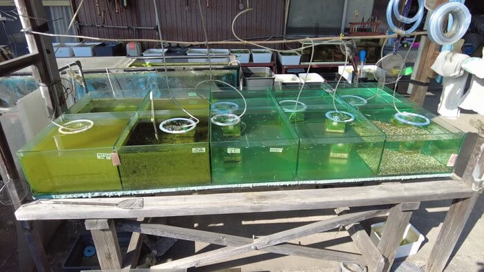 昇龍メダカ 埼玉県比企郡川島町井草