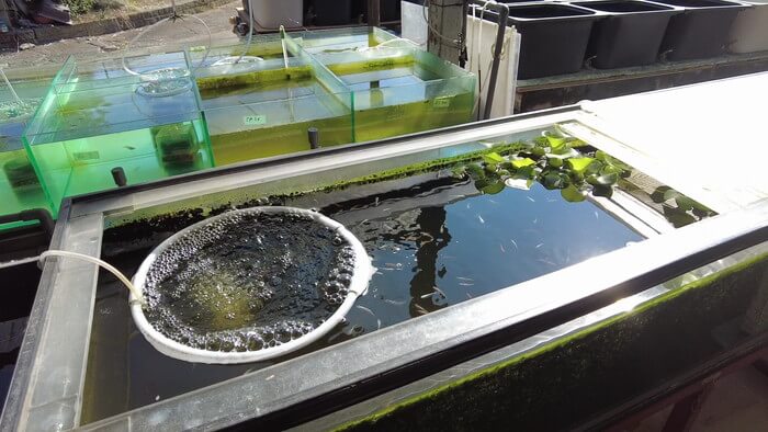 昇龍メダカ 埼玉県比企郡川島町井草