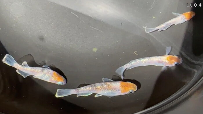 昇龍メダカ 埼玉県比企郡川島町井草