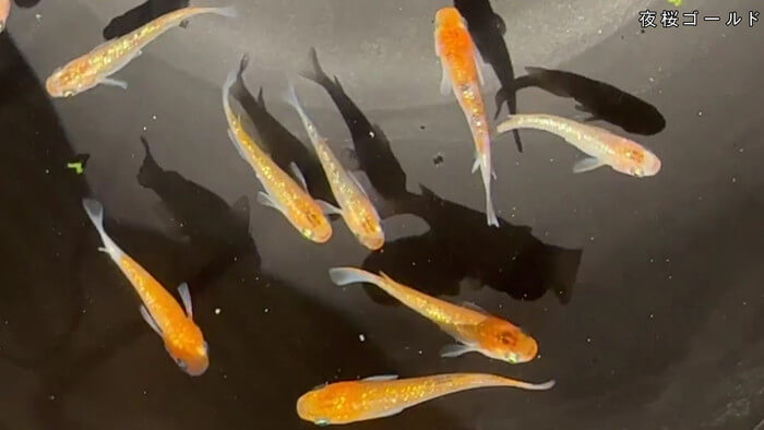 昇龍メダカ 埼玉県比企郡川島町井草