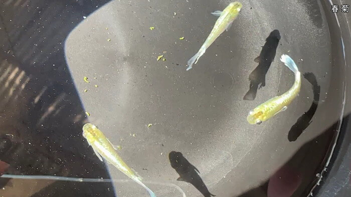 昇龍メダカ 埼玉県比企郡川島町井草