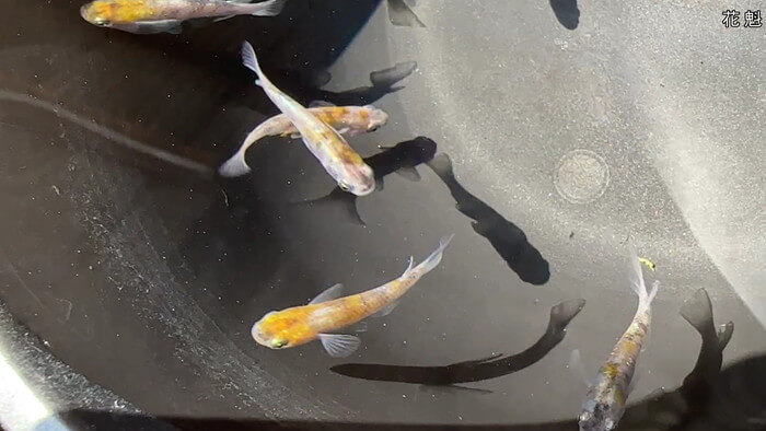 昇龍メダカ 埼玉県比企郡川島町井草