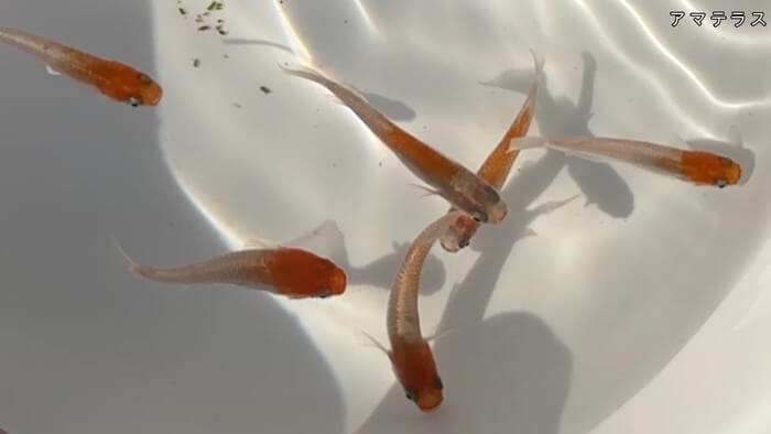 昇龍メダカ 埼玉県比企郡川島町井草