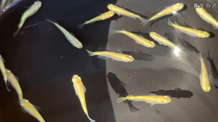 昇龍メダカ 埼玉県比企郡川島町井草