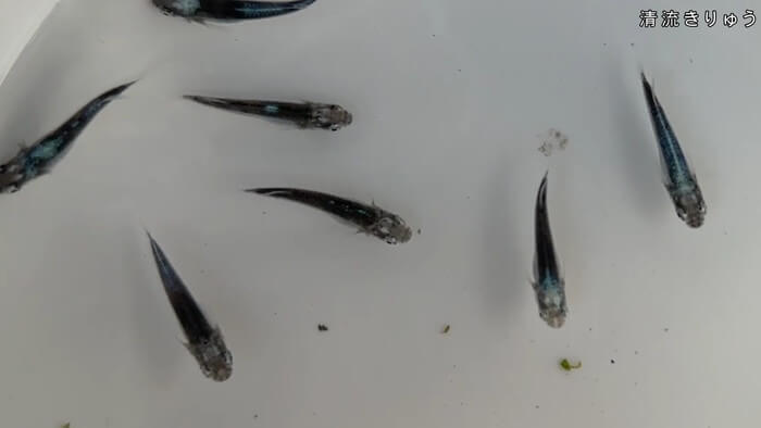 昇龍メダカ 埼玉県比企郡川島町井草